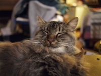 Hermes DS couch C201207.JPG